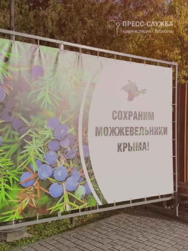 В Евпатории высадили саженцы можжевельника в рамках экологической акции