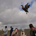 100 фазанов и 250 уток выпустили в охотничьи угодья Крыма 100 фазанов и 250 уток выпустили в охотничьи угодья Крыма