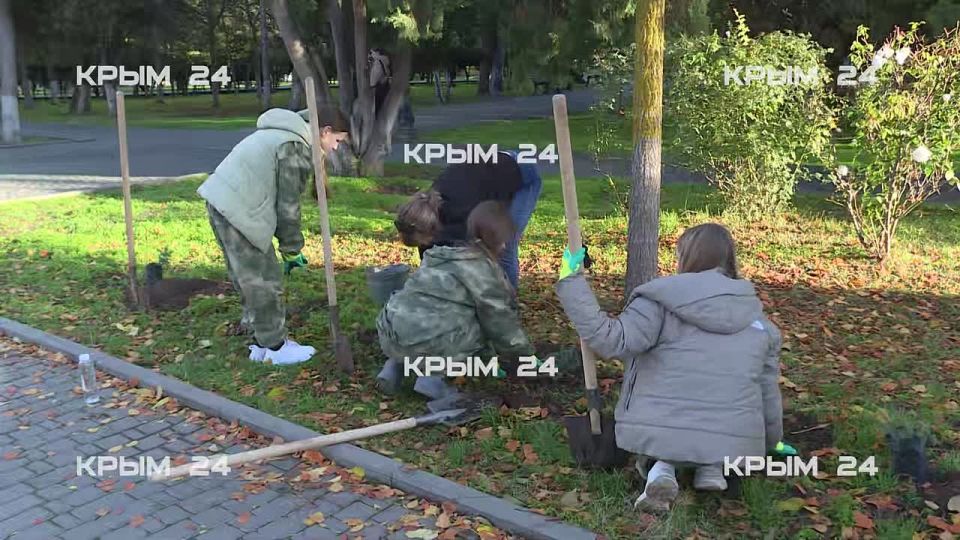 В центре Евпатории высадили 42 саженца можжевельника