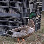 100 фазанов и 250 уток выпустили в охотничьи угодья Крыма 100 фазанов и 250 уток выпустили в охотничьи угодья Крыма