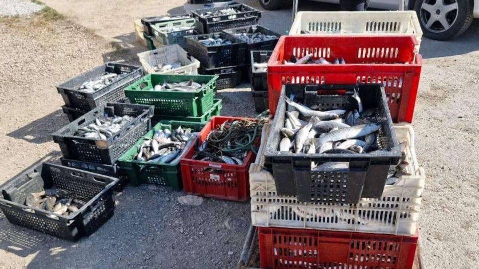 В Севастополе четверо мужчин пойдут под суд за незаконный вылов кефали