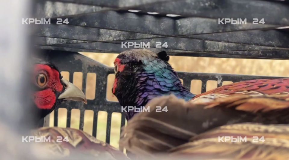 Фазанов и уток выпустили в охотничьи угодья на западе Крыма