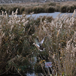 100 фазанов и 250 уток выпустили в охотничьи угодья Крыма 100 фазанов и 250 уток выпустили в охотничьи угодья Крыма