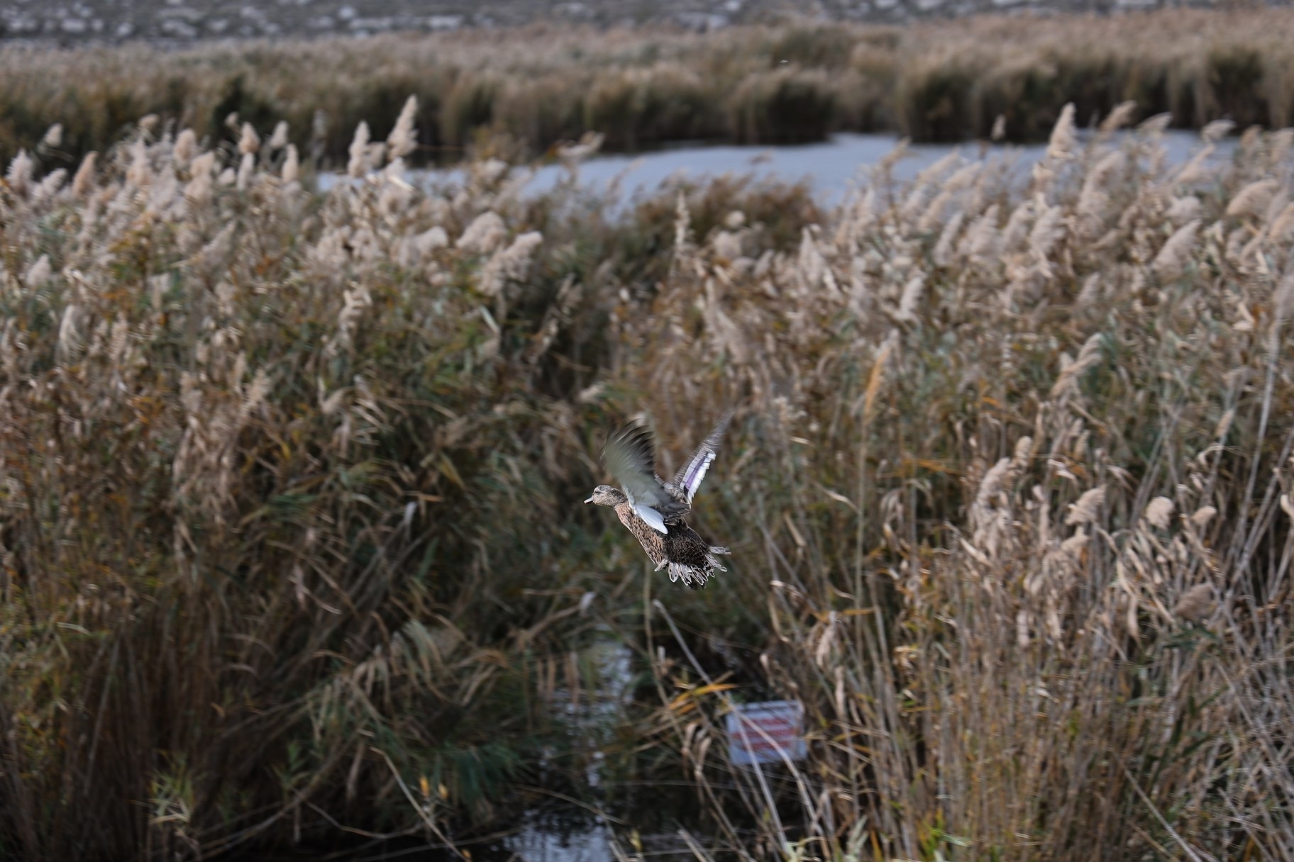 Ольга Шевцова приняла участие в расселении утки и фазана в рамках биотехнических мероприятий Ольга Шевцова приняла участие в расселении утки и фазана в рамках биотехнических мероприятий