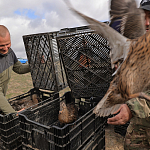 100 фазанов и 250 уток выпустили в охотничьи угодья Крыма 100 фазанов и 250 уток выпустили в охотничьи угодья Крыма