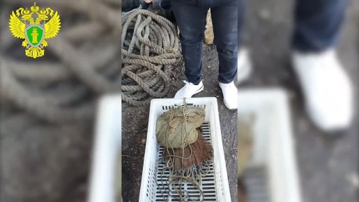 В Севастополе осудят четырех мужчин за незаконную добычу 10 тысяч экземпляров кефали