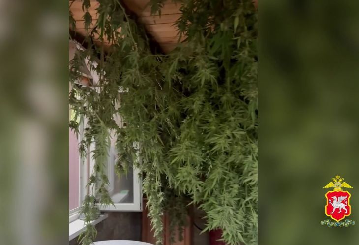 Здоровье уже не то: 69-летний симферополец хранил 21 кг марихуаны в лечебных целях