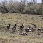 100 фазанов и 250 уток выпустили в охотничьи угодья Крыма 100 фазанов и 250 уток выпустили в охотничьи угодья Крыма