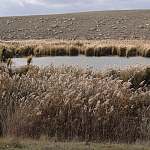 100 фазанов и 250 уток выпустили в охотничьи угодья Крыма 100 фазанов и 250 уток выпустили в охотничьи угодья Крыма