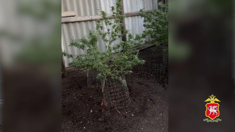 В Крыму осудят 69-летнего местного жителя, который признался, что хранил 21 кг марихуаны в лечебных целях