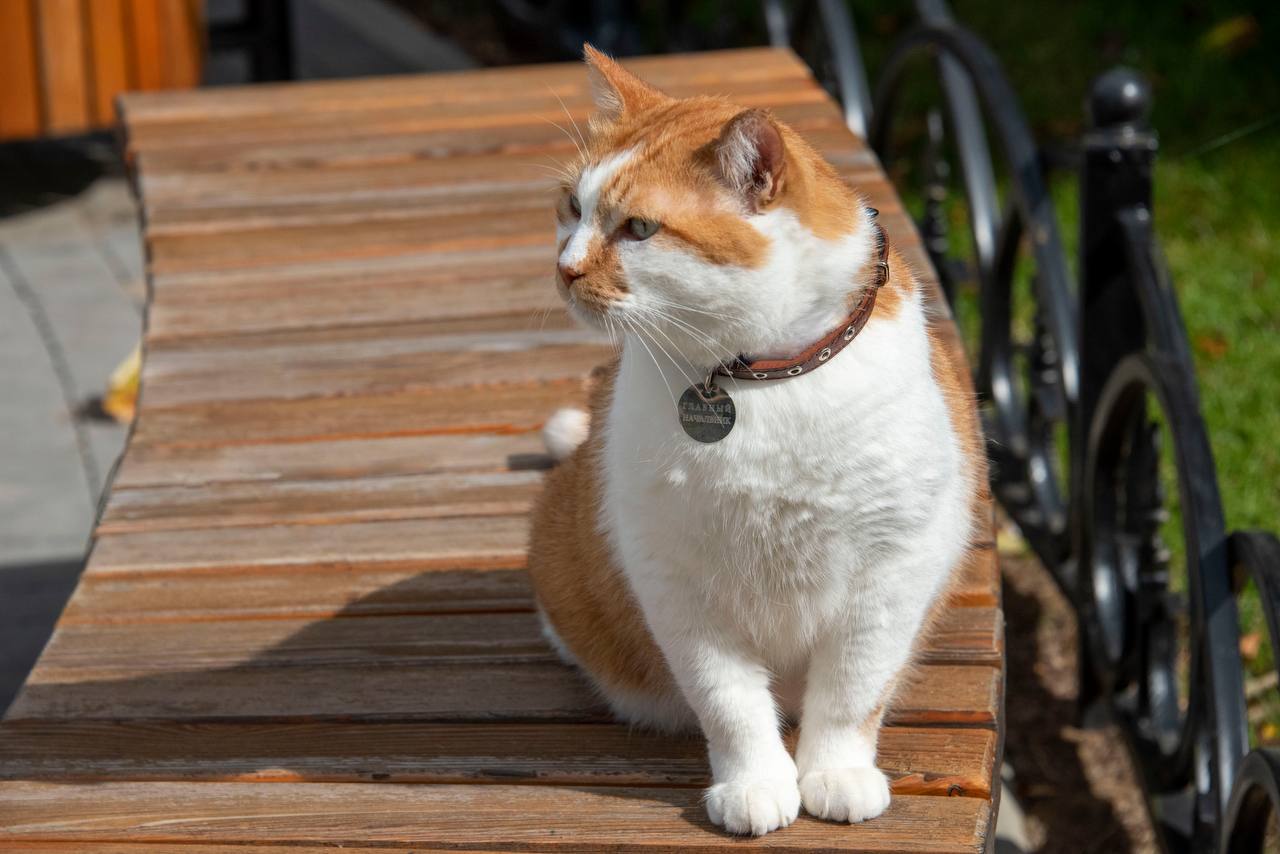 Кот Мостик: Добрые новости, в отличие от выходных, всегда приходят по расписанию