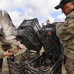 100 фазанов и 250 уток выпустили в охотничьи угодья Крыма 100 фазанов и 250 уток выпустили в охотничьи угодья Крыма