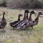 100 фазанов и 250 уток выпустили в охотничьи угодья Крыма 100 фазанов и 250 уток выпустили в охотничьи угодья Крыма