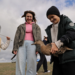 100 фазанов и 250 уток выпустили в охотничьи угодья Крыма 100 фазанов и 250 уток выпустили в охотничьи угодья Крыма