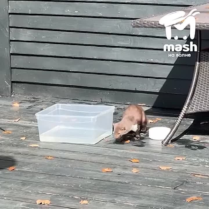 Так выглядела куница, искусавшая севастопольского винодела Павла Швеца