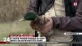 250 диких уток выпустили на волю в Черноморском районе