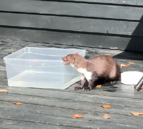 В Крыму винодела Павла Швеца укусила бешеная куница