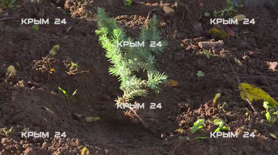 В центре Евпатории высадили 42 саженца можжевельника