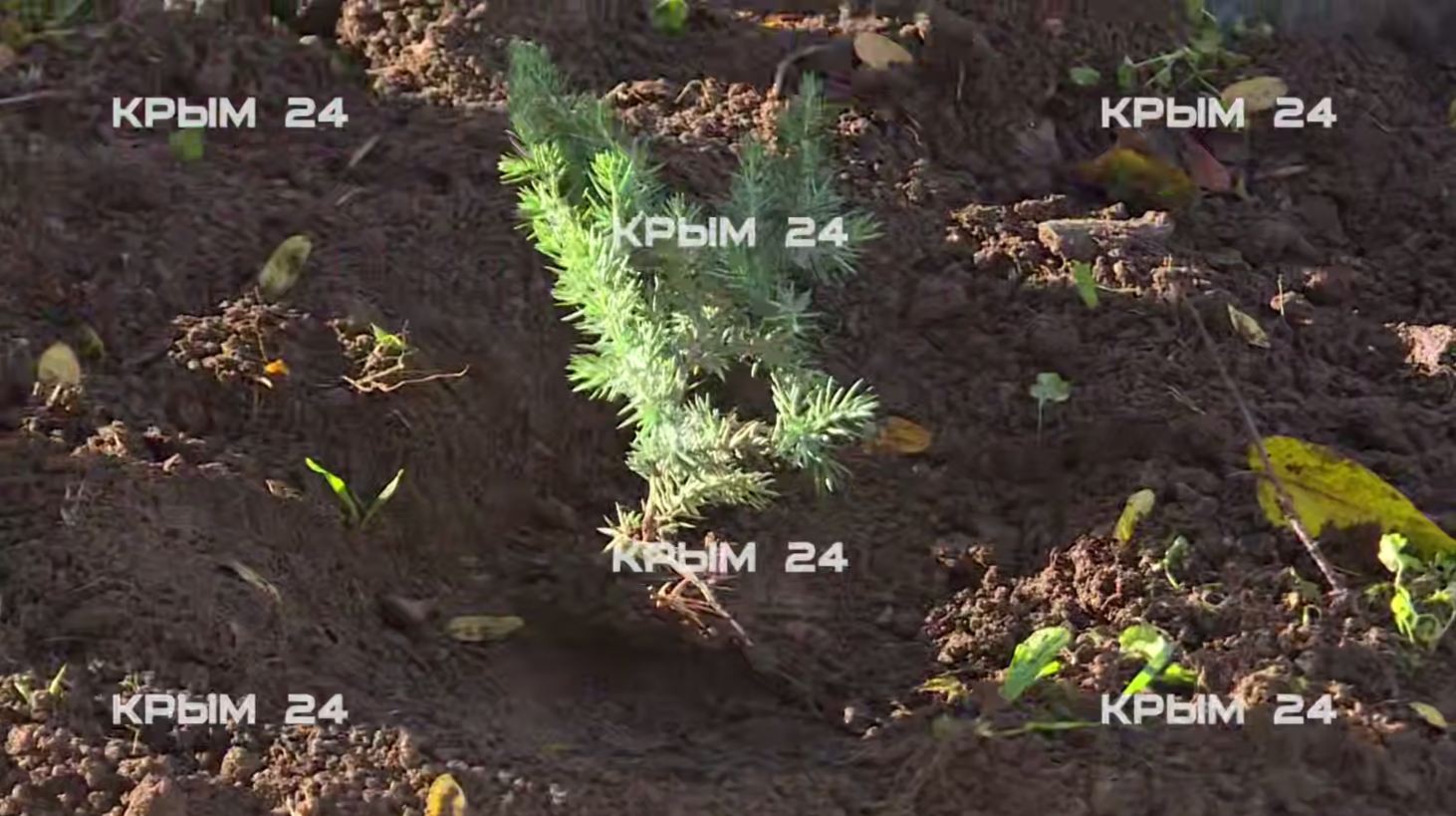 В центре Евпатории высадили 42 саженца можжевельника