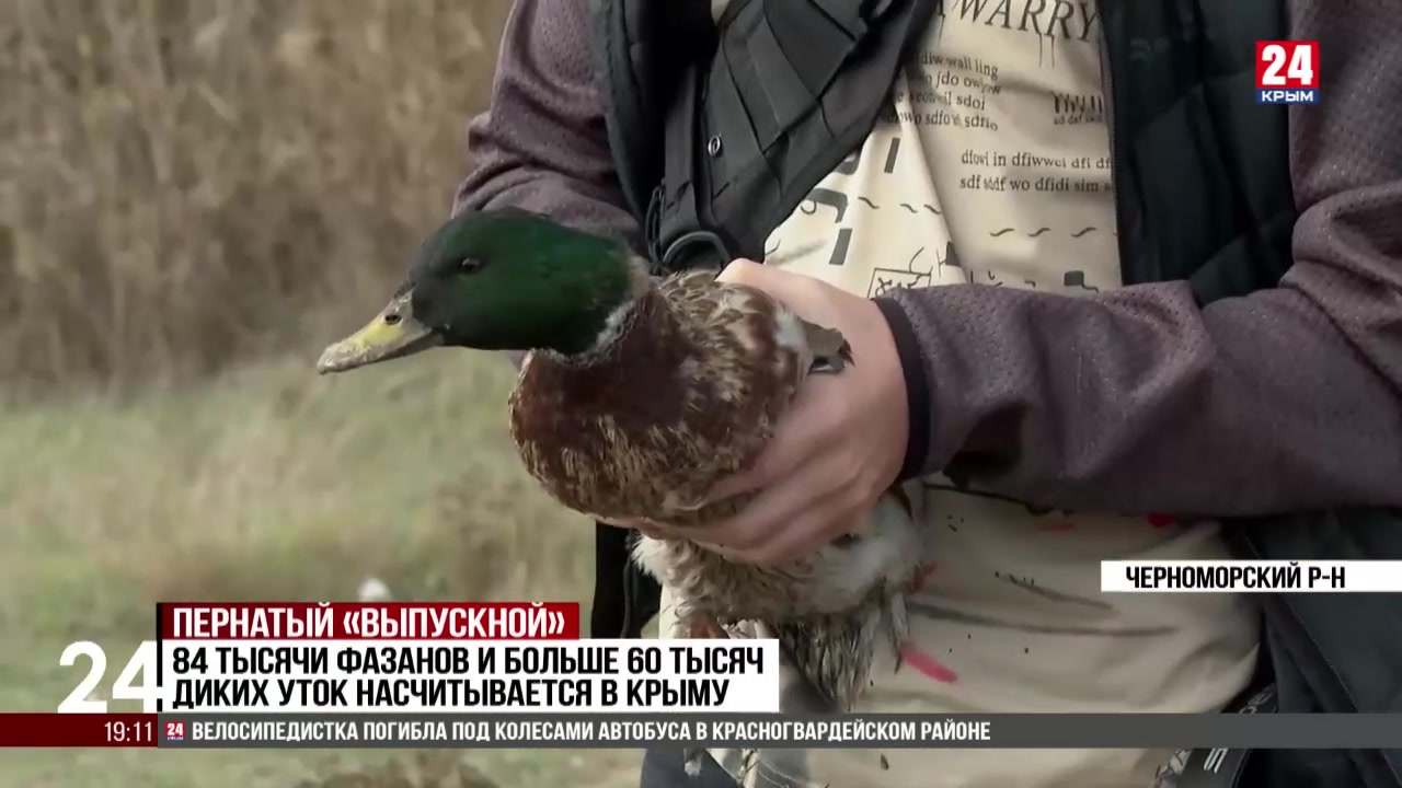 250 диких уток выпустили на волю в Черноморском районе