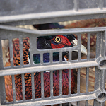 100 фазанов и 250 уток выпустили в охотничьи угодья Крыма 100 фазанов и 250 уток выпустили в охотничьи угодья Крыма