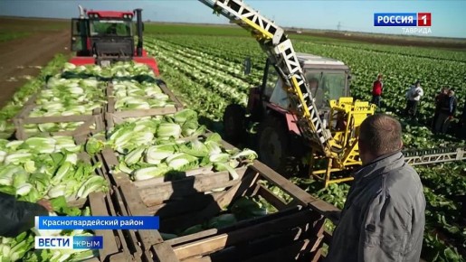 Крымские аграрии приступили к уборке пекинской капусты