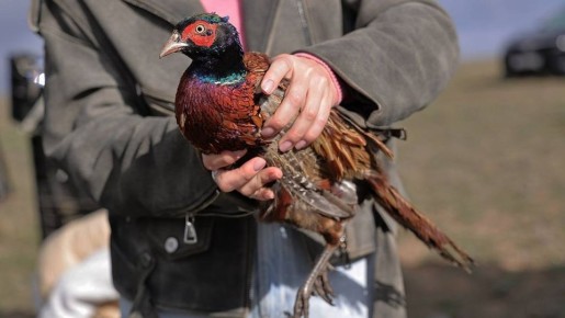 Сотни фазанов и уток выпустили в охотничьи угодья Крыма