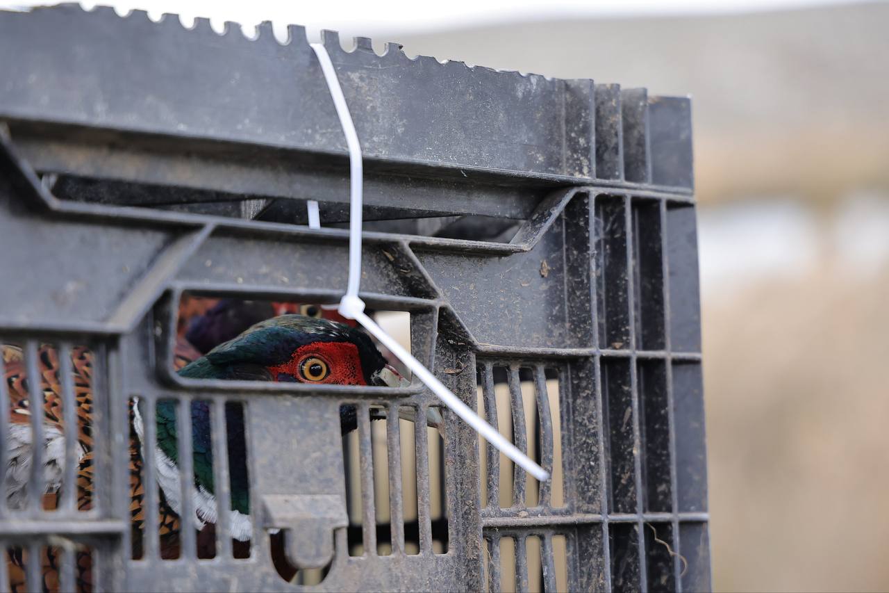 Министр экологии и природных ресурсов Республики Крым Ольга Шевцова приняла участие в расселении утки и фазана в рамках биотехнических мероприятий Министр экологии и природных ресурсов Республики Крым Ольга Шевцова приняла участие в расселении утки и фазана в рамках биотехнических мероприятий