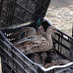 100 фазанов и 250 уток выпустили в охотничьи угодья Крыма 100 фазанов и 250 уток выпустили в охотничьи угодья Крыма