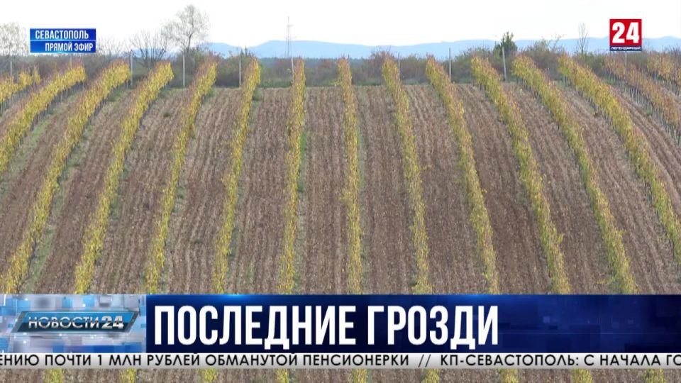 Более 21 тысячи тонн винограда собрали аграрии Севастополя за сезон