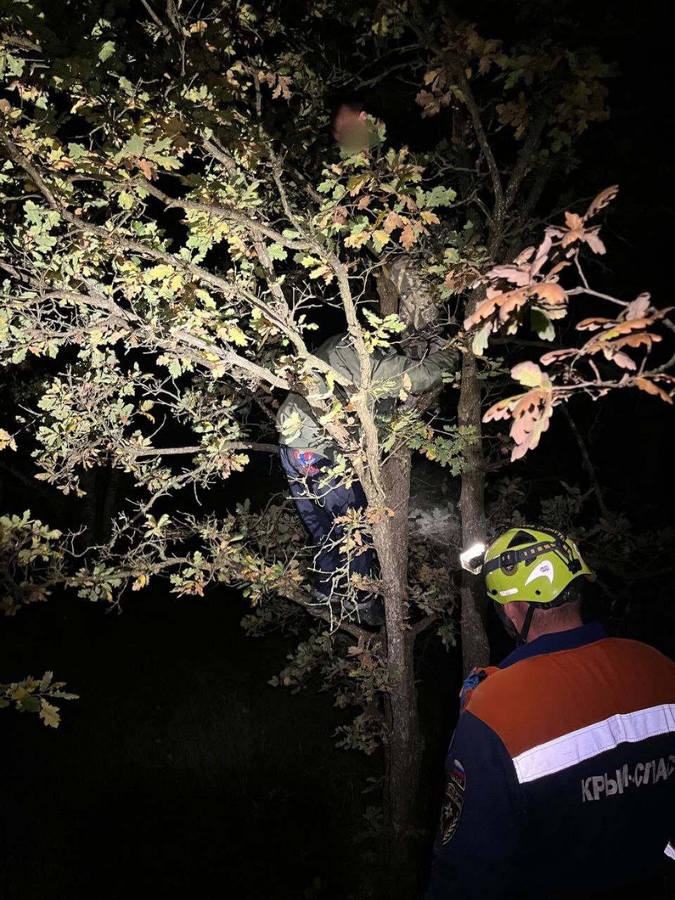 Спасаясь от кабанов, залезли на дерево, а слезть не смогли