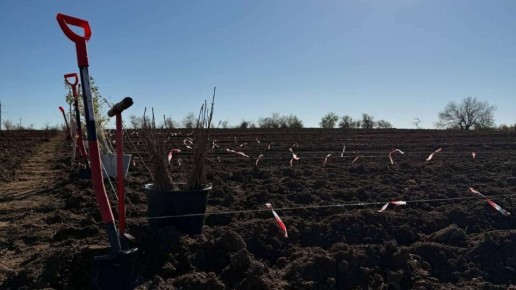 В Евпаторийском лесничестве прошла акция "Сохраним лес"