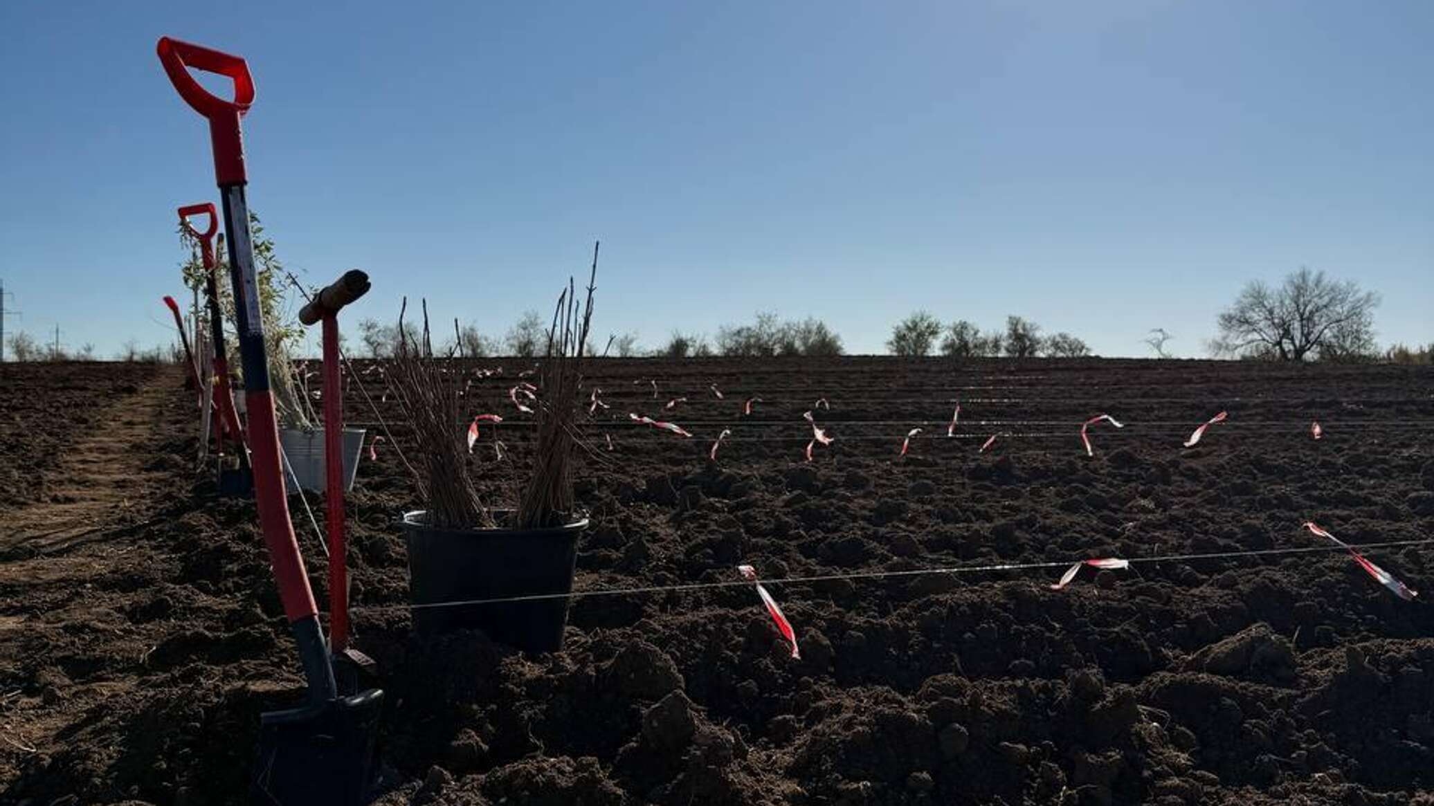 В Евпаторийском лесничестве прошла акция "Сохраним лес"