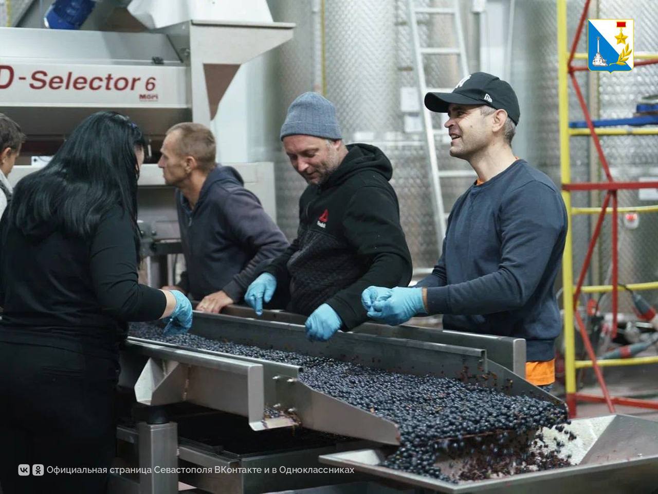 Виноградари Севастополя собрали за сезон 21 тысячу тонн Виноградари Севастополя собрали за сезон 21 тысячу тонн