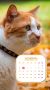 Кот Мостик: Ноябрьские обои готовы. Как и положено — с красивым котом и удобным календарем на месяц