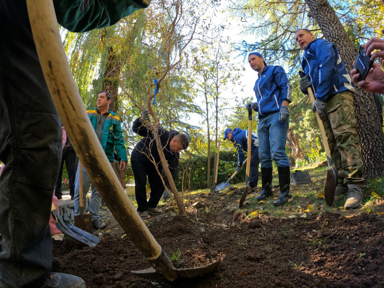 Более тысячи деревьев и кустарников высадили в Ялте
