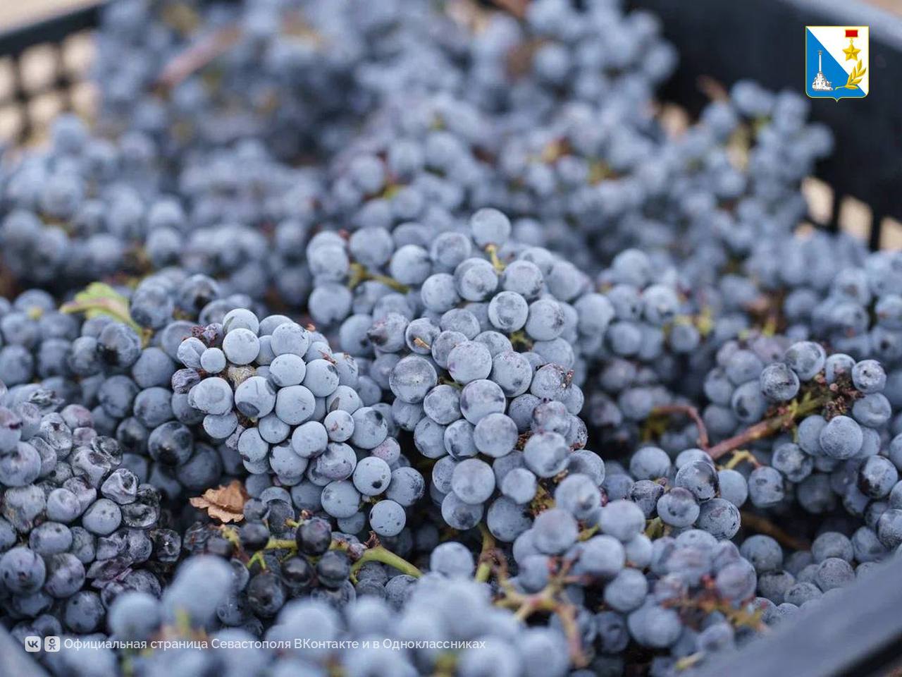 Виноградари Севастополя собрали за сезон 21 тысячу тонн Виноградари Севастополя собрали за сезон 21 тысячу тонн