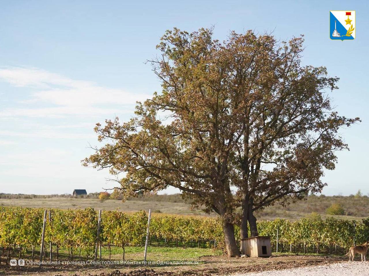 Виноградари Севастополя собрали за сезон 21 тысячу тонн Виноградари Севастополя собрали за сезон 21 тысячу тонн