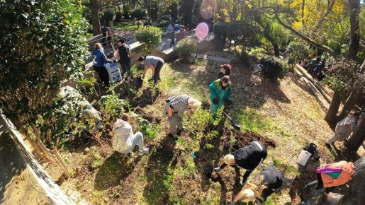 Во время субботника в Ялте высадили свыше тысячи деревьев и кустарников