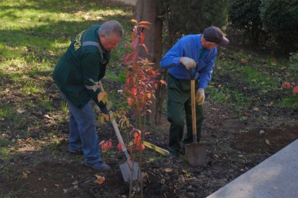 Янина Павленко: Более тысячи деревьев и кустарников высажено в Ялте в рамках традиционной и всеми любимой акции «Чистый Крым»