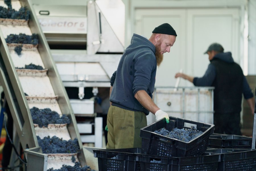 В Севастополе завершен сезон сбора винограда 2025: собрано 21 тысяча тонн урожая В Севастополе завершен сезон сбора винограда 2025: собрано 21 тысяча тонн урожая