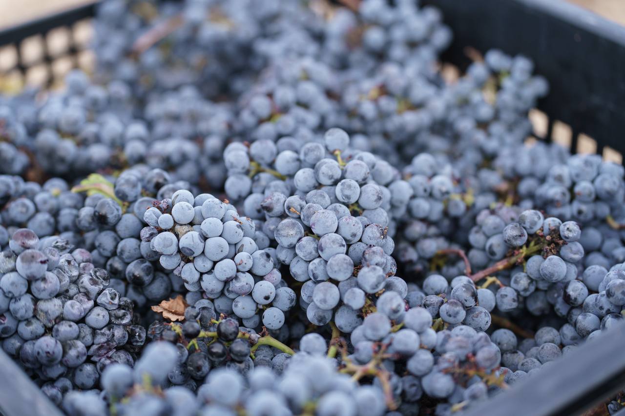 Уборка урожая завершена: в Севастополе собрали 21 тысячу тонн винограда