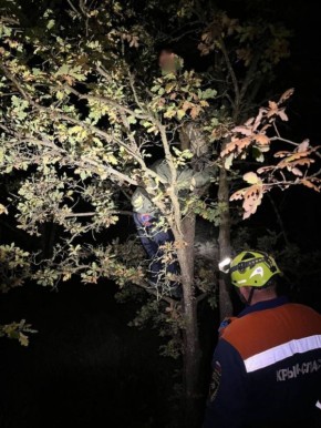 Под Симферополем дикие кабаны загнали подростков на дерево