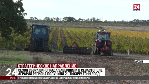 Сезон сбора винограда завершили в Севастополе