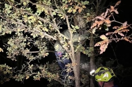 В Симферопольском районе на подростков напали дикие кабаны: молодые люди залезли на дерево