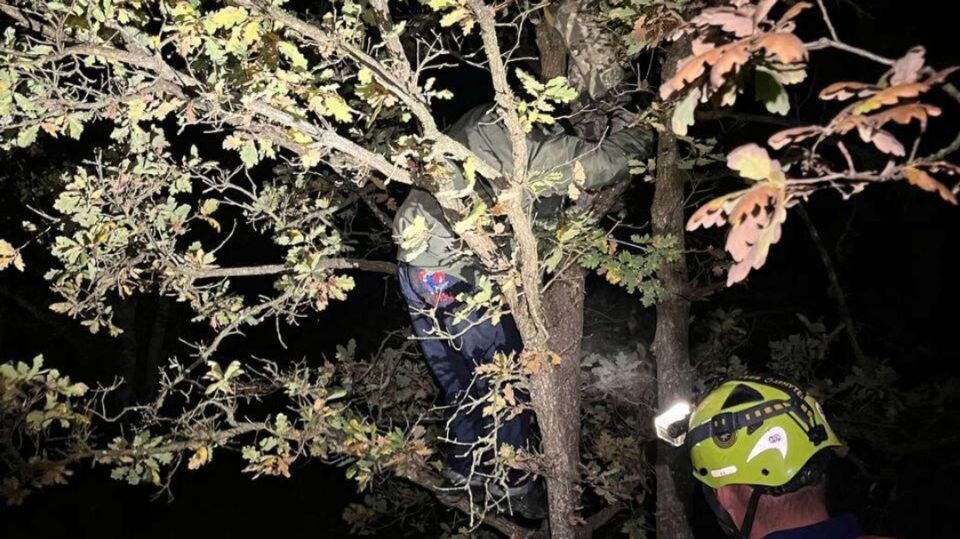 В Крыму спасавшиеся от кабанов дети застряли на дереве