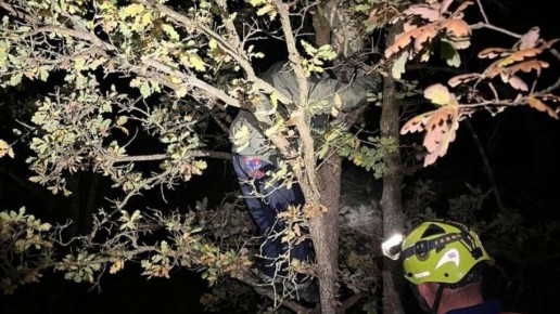 В Крыму спасавшиеся от кабанов дети застряли на дереве