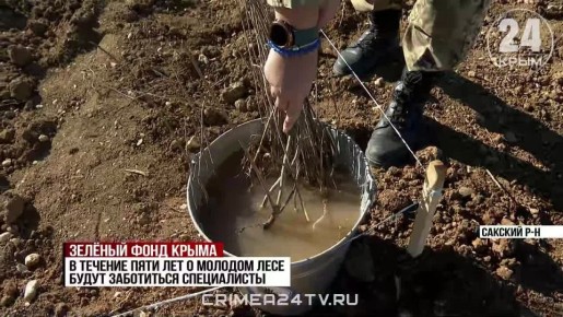 Более 10 тысяч молодых деревьев высадили в Сакском районе