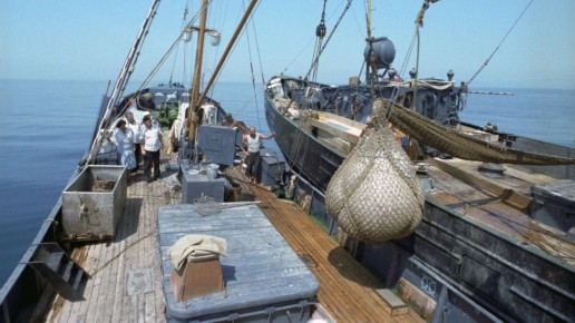 Рыбу на муку перерабатывать нужно только в море – мнение