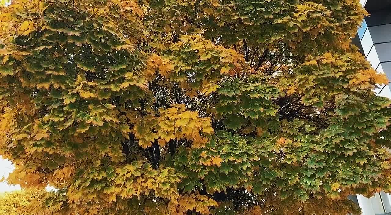 Краски осени в объективе Вести Крым